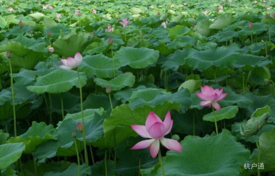 夏季荷花觀賞“圣地”，杭州落戶代理已經(jīng)為您準備好了